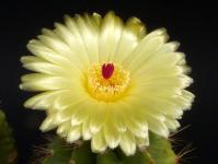 Thumbnail of 0210_Notocactus laetinicus_20120519(1).jpg